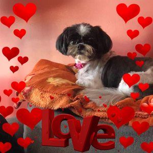 Meet your Posher, Sandy